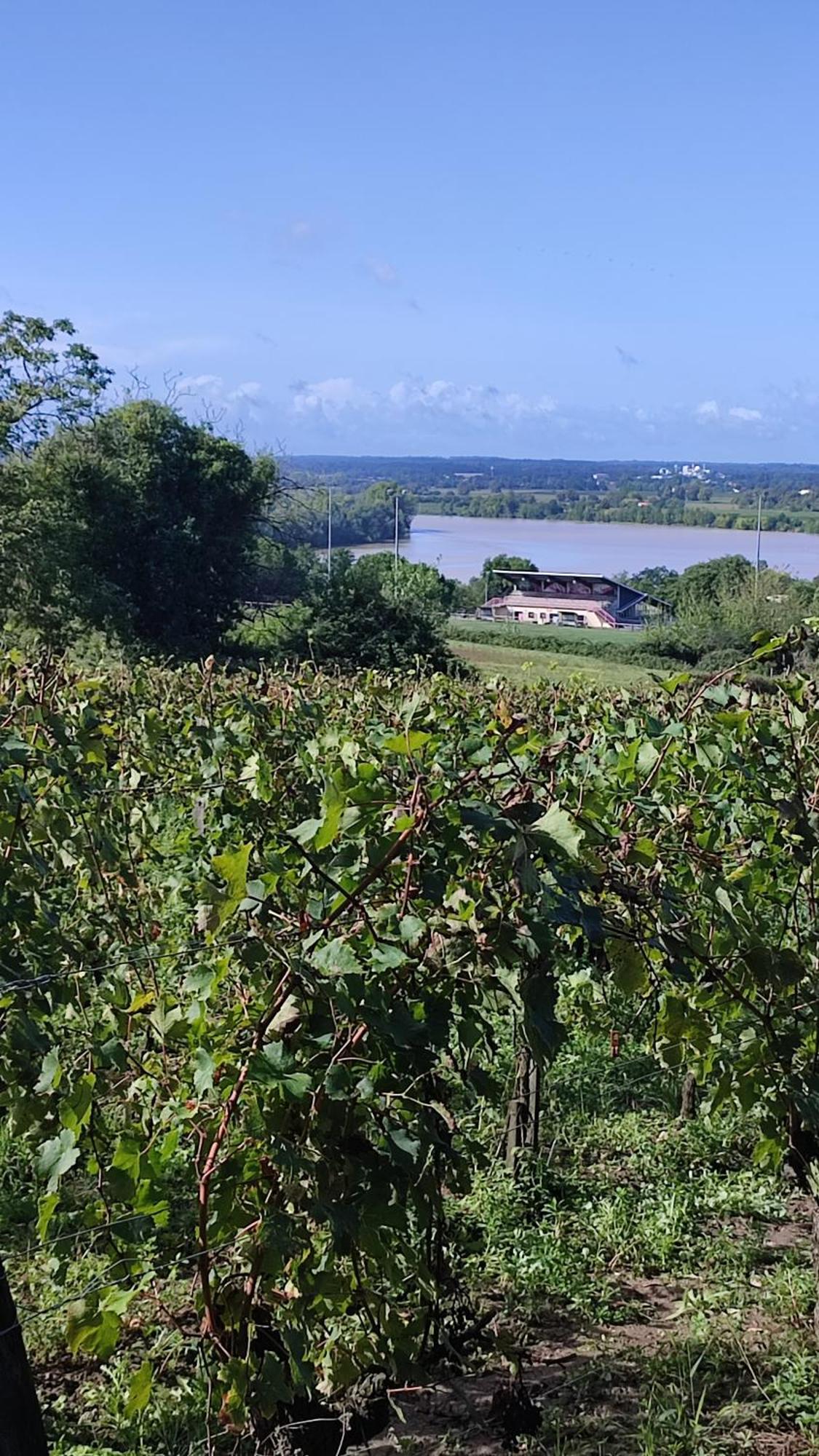 Maison Charmeilles - La Suite Pomerol Fronsac (Gironde) Exterior foto
